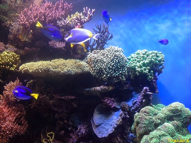 Coral reefs